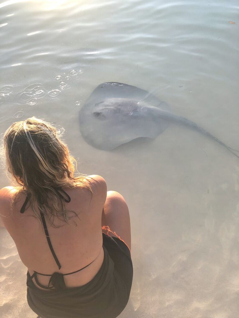 Sting rays at iguana reef